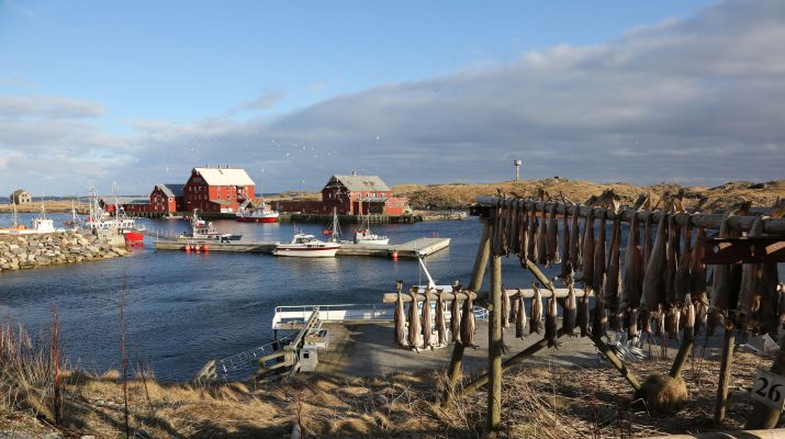 Foto Lofoten: tutto sul Merluzzo norvegese (lo stoccafisso e il baccalà)