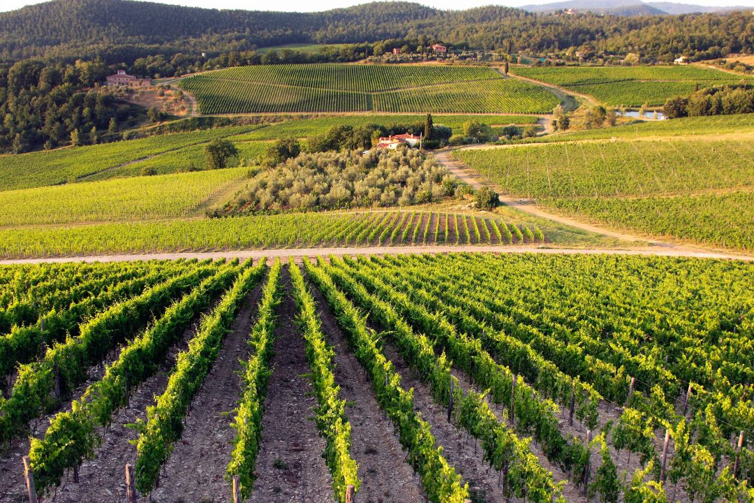 Tenute Frescobaldi: tutto il bello delle vigne toscane