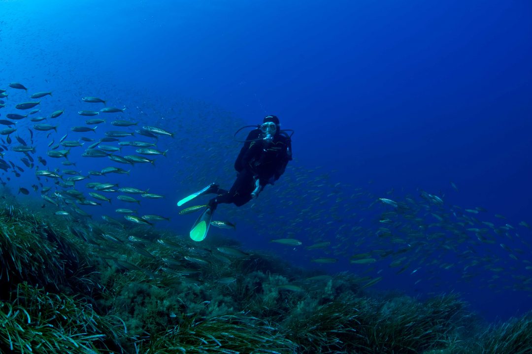 Sotto sotto…dove fare immersioni a Ustica