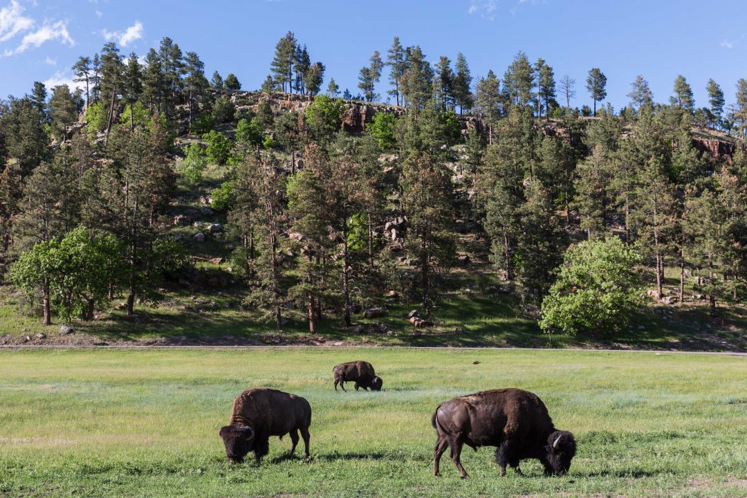 Montana, Wyoming, Sud e Nord Dakota: in America nei parchi meno conosciuti