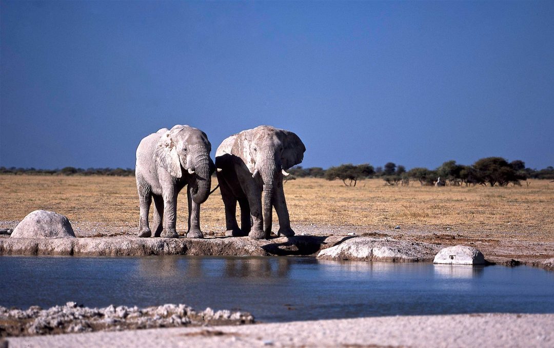 Botswana: viaggio nel deserto del Kalahari