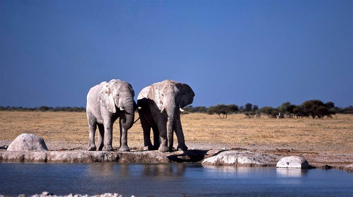 Foto Botswana: viaggio nel deserto del Kalahari