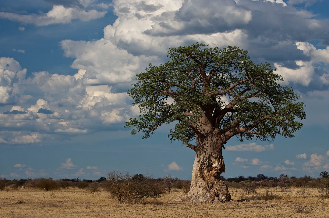 Botswana: viaggio nel deserto del Kalahari