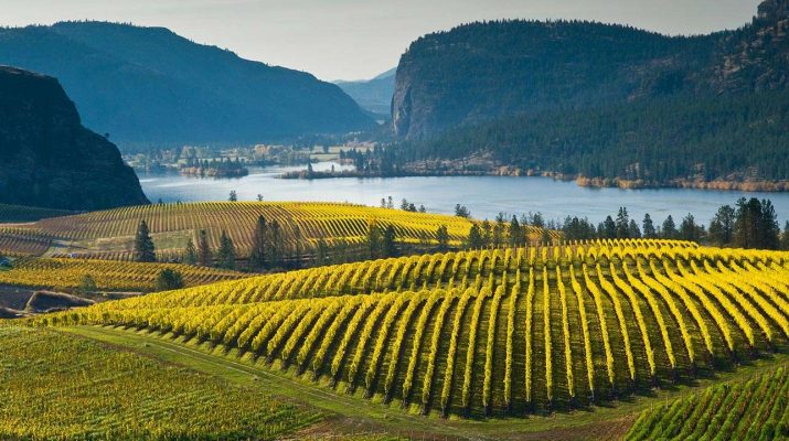 Foto Ecco le vigne più belle del mondo