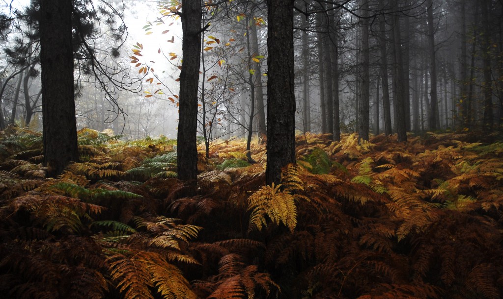 Foliage: tutta la magia dell’autunno in 30 luoghi