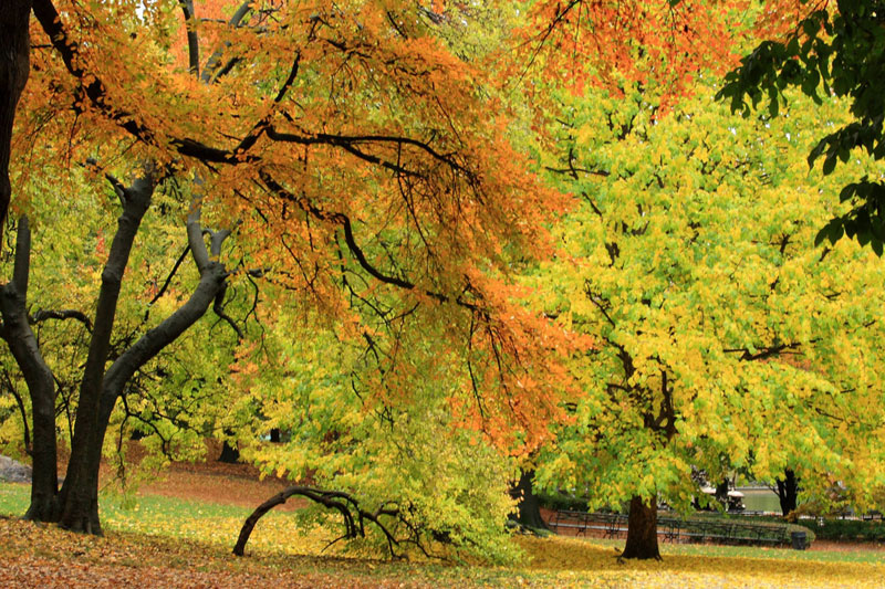 Foliage: il bello dell’autunno (in 30 foto)