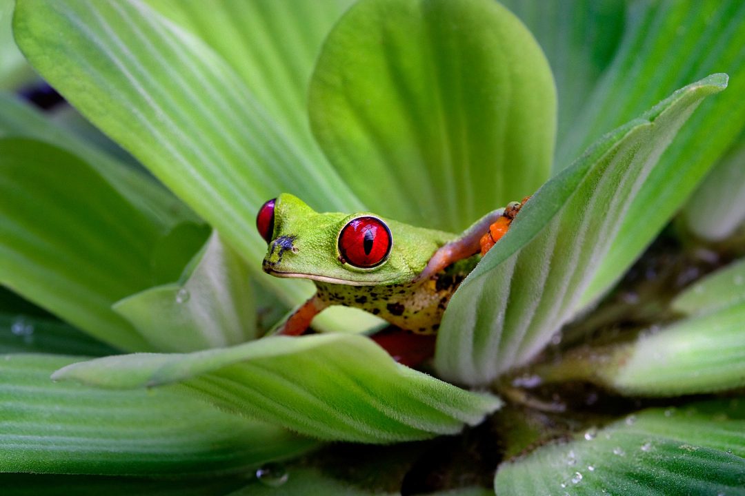 Costa Rica: full immersion nella natura