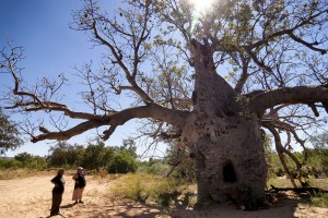 I 20 alberi più famosi del mondo