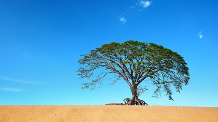 Foto I 20 alberi più famosi del mondo