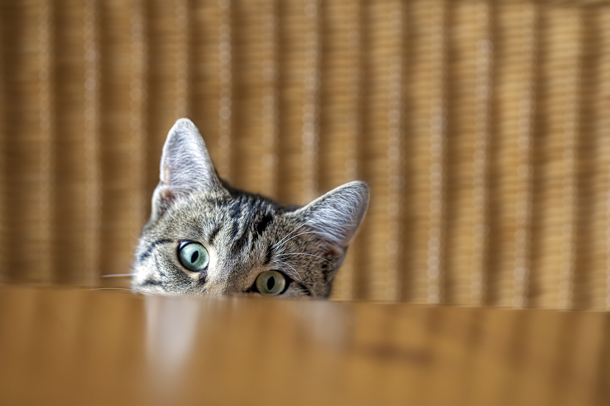 Foto Il 17 febbraio è la Festa del gatto: 25 proverbi da tutto il mondo per celebrarlo