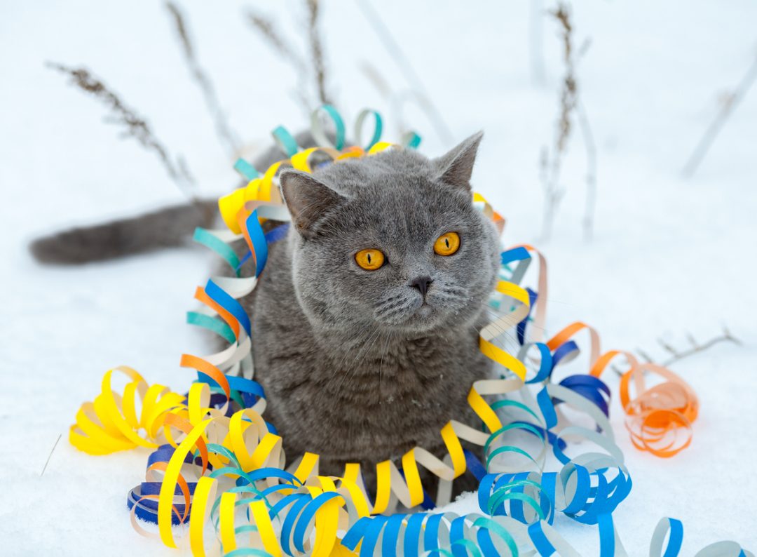 gatto con stelle filanti di carnevale festa del gatto