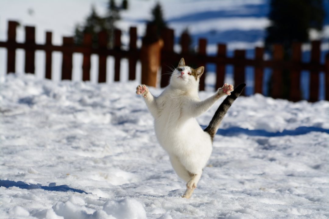 Gatto salta e gioca sulla neve festa del gatto