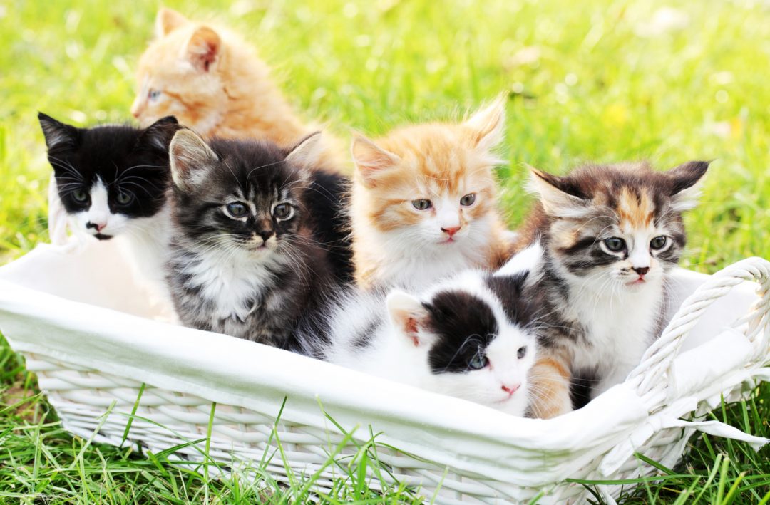 cuccioli di gatto in un cestino Festa del gatto
