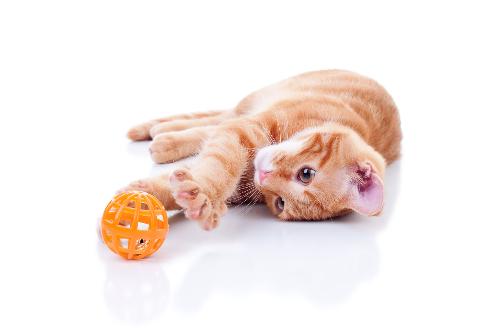 cucciolo gatto rosso gioca con pallina festa del gatto