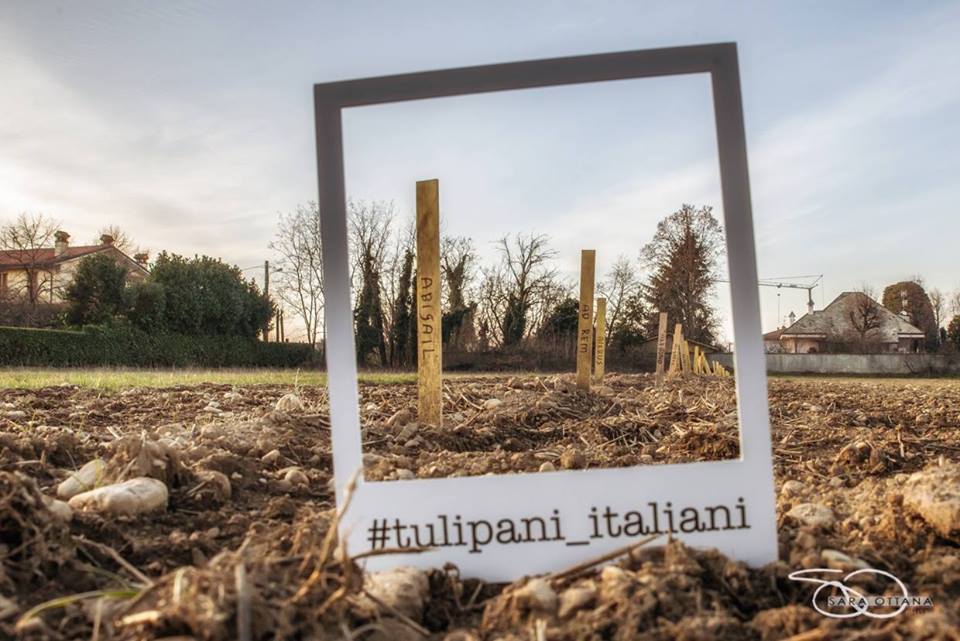 250.000 tulipani alle porte di Milano