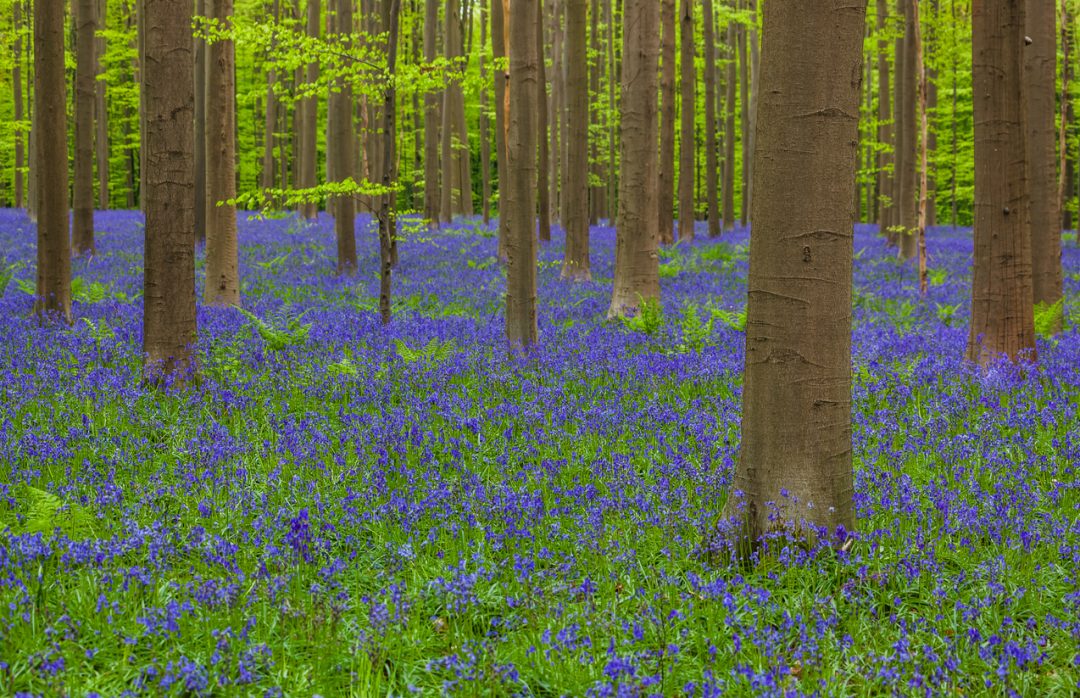 Foresta Blu (Belgio)