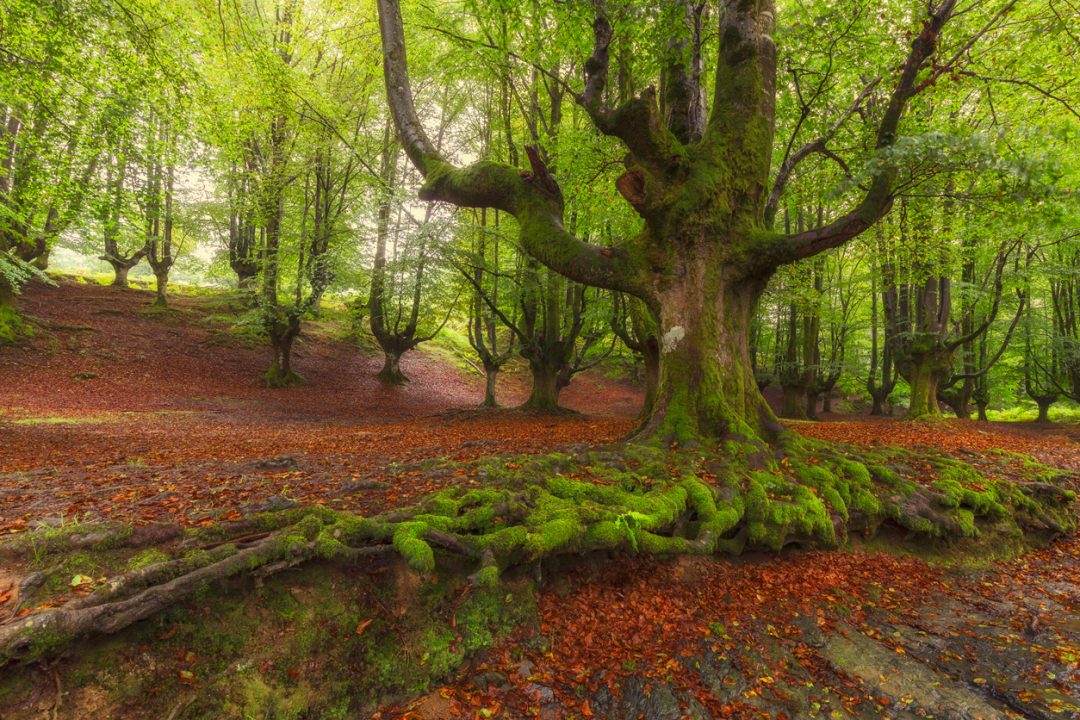 Foresta di Otzarreta (Spagna)