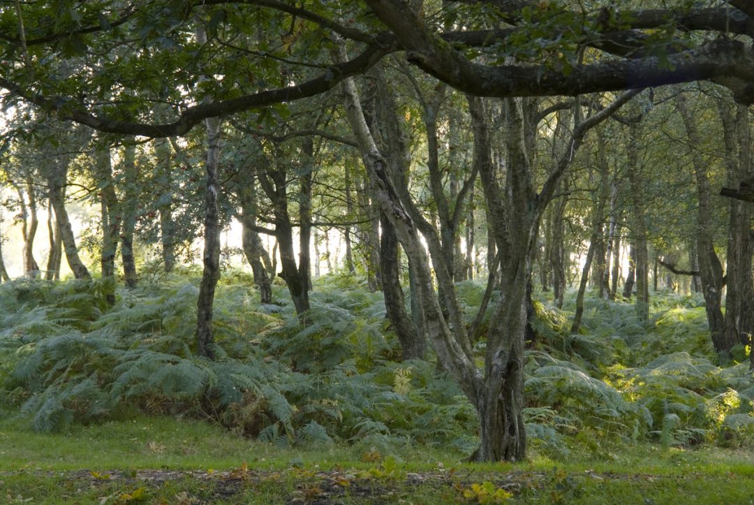Foresta di Stanton Moor (Regno Unito)