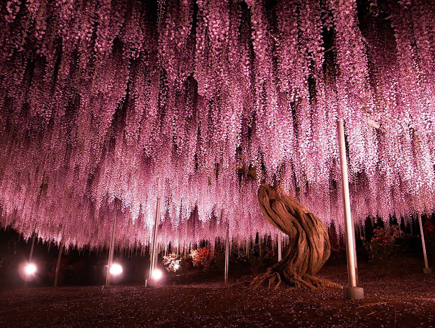 Il magico “Great Wisteria Festival”