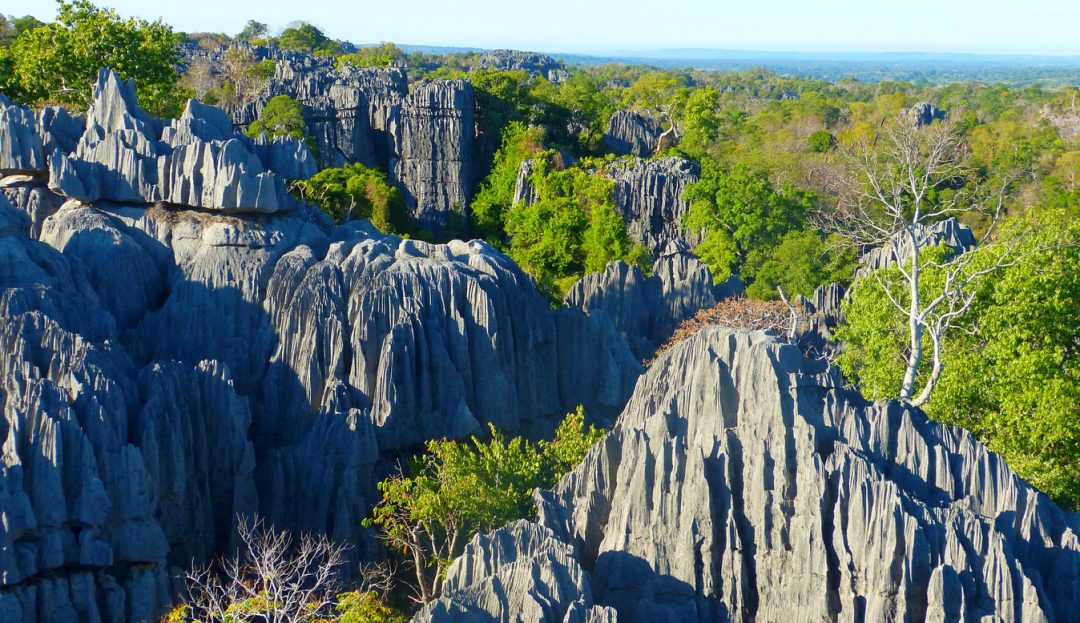 Foresta Tsingy (Madagascar)