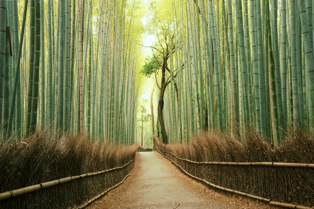 Foresta di bambù (Giappone)