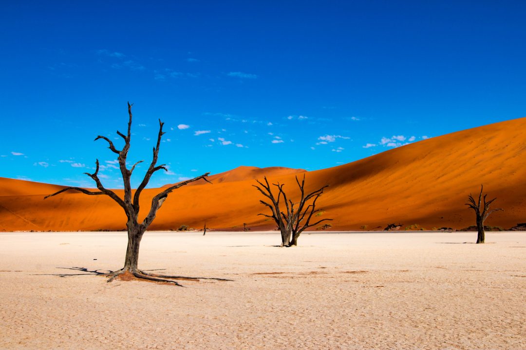 Gli alberi di Dead Vlei (Namibia)