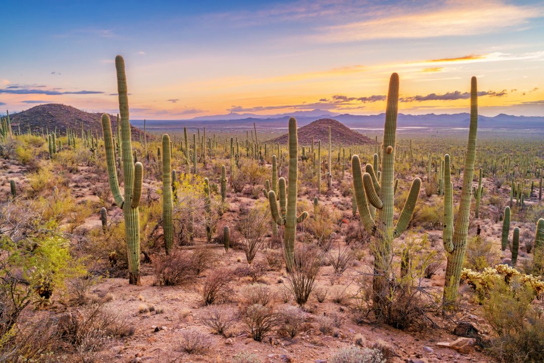 Foresta di cactus (Stati Uniti)
