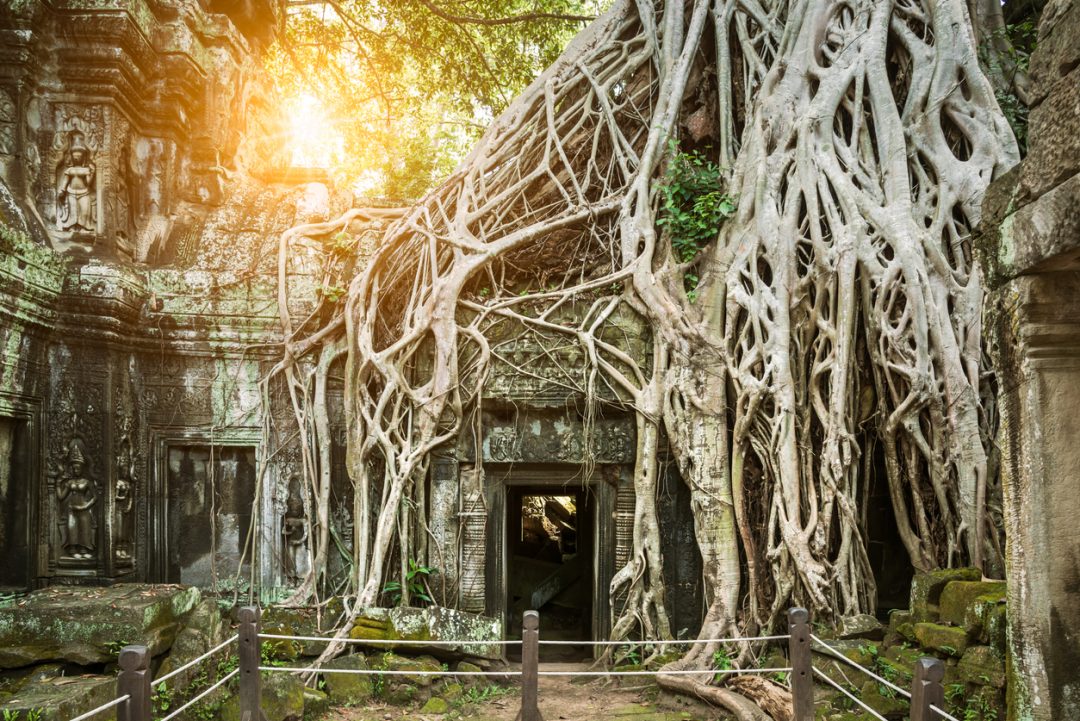 Foresta di Angkor Wat (Cambogia)