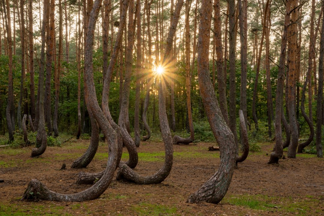 Crooked Forest (Polonia)