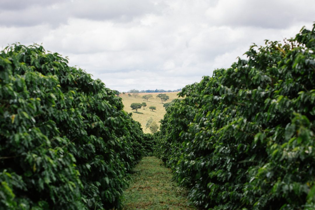 Viaggio al profumo di caffè: dal Brasile al Perù