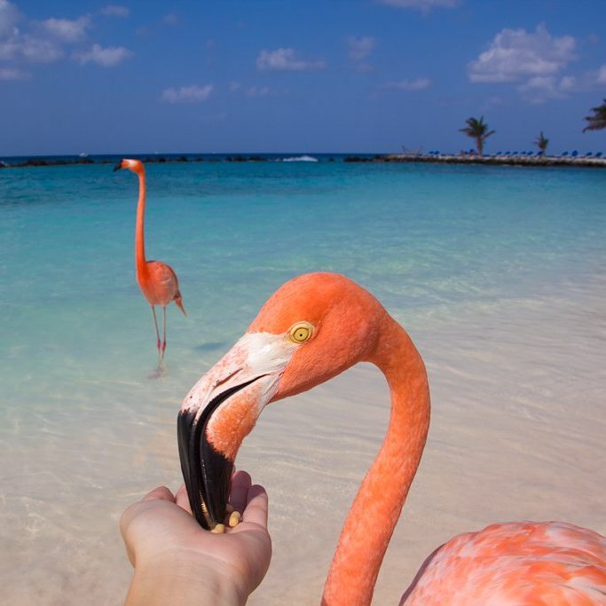 Tutti pazzi per i fenicotteri rosa a Flamingo Beach nei Caraibi