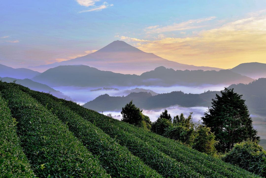 In Giappone, nella valle del tè verde