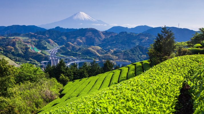 Foto In Giappone, nella valle del tè verde