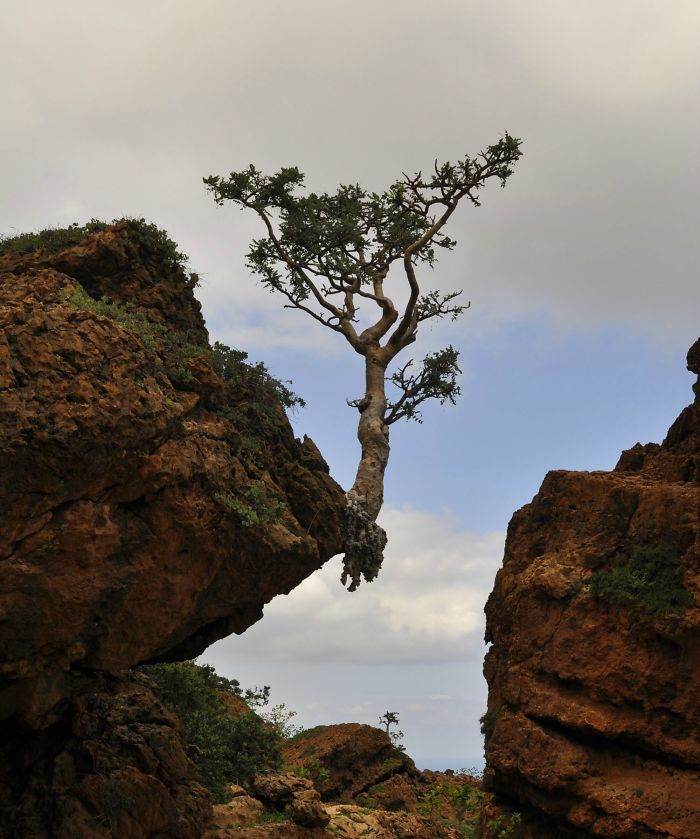 Giornata nazionale degli alberi: quegli eroi resilienti che resistono ovunque