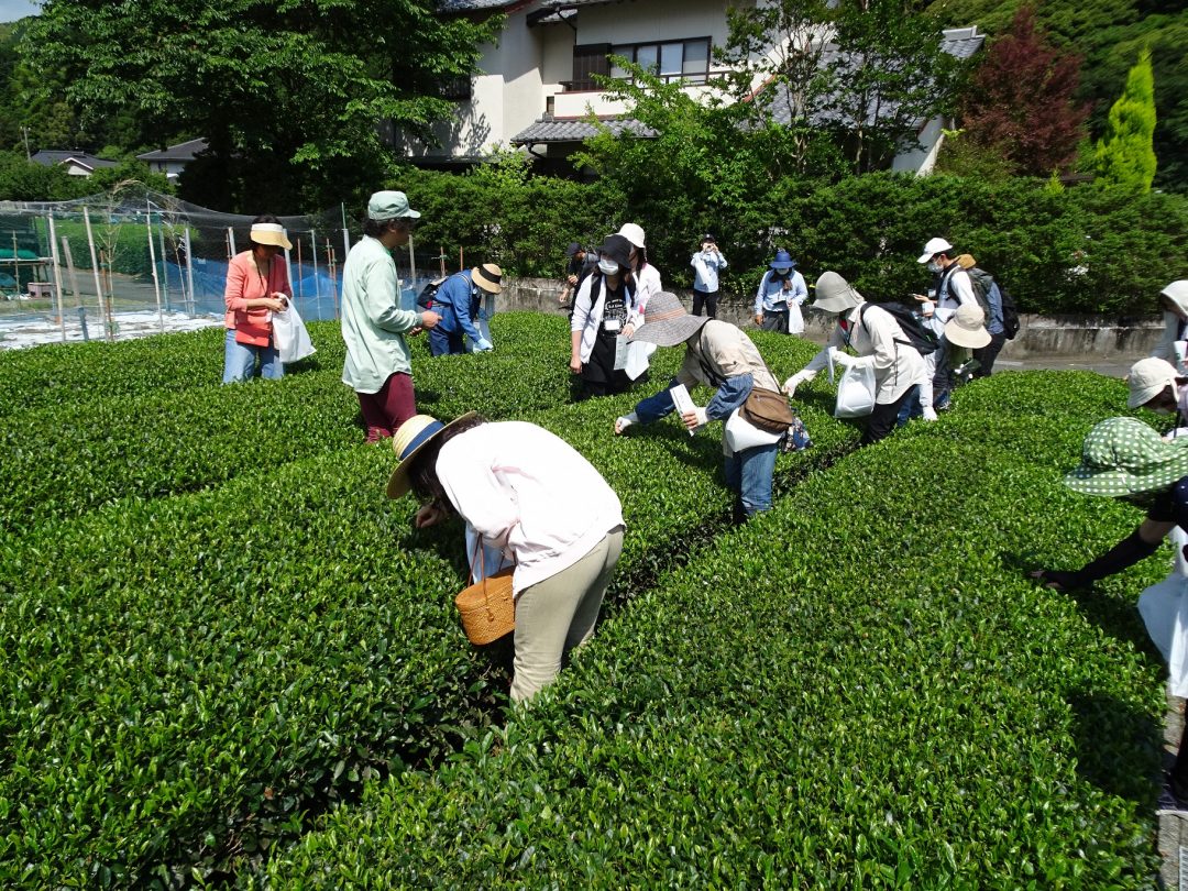 In Giappone, nella valle del tè verde
