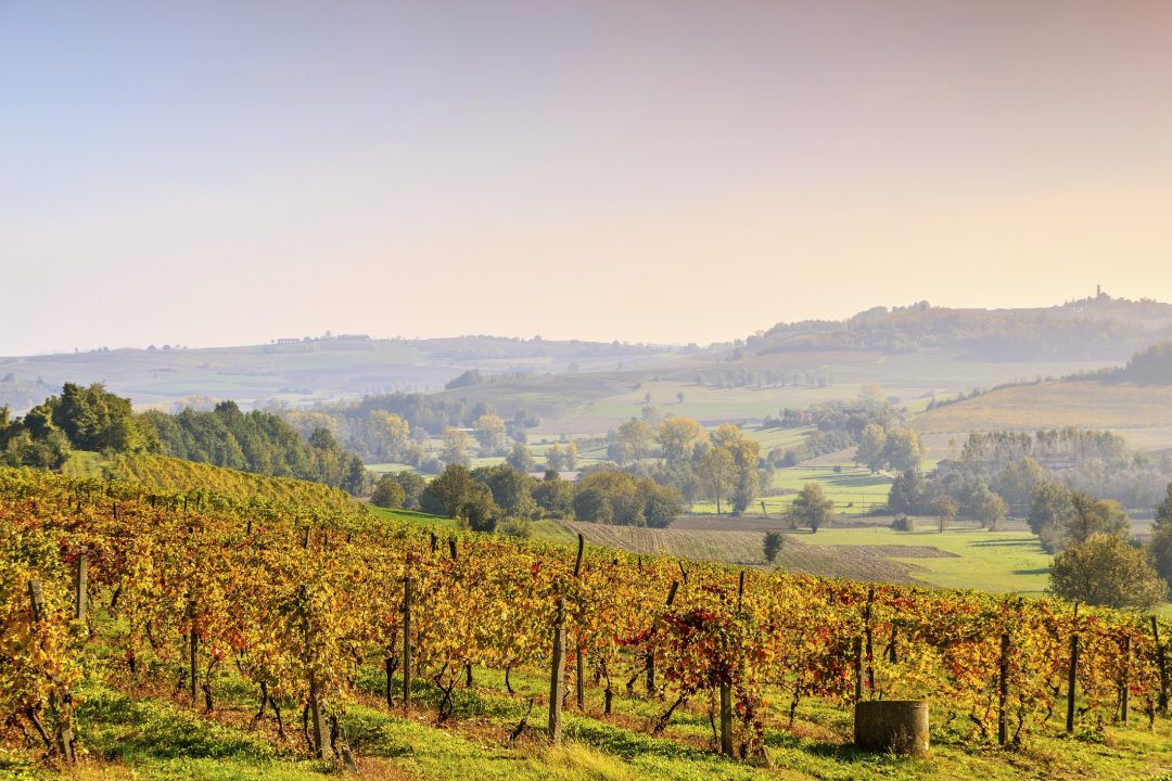 Alla scoperta del Monferrato: vini, grappe e wellness