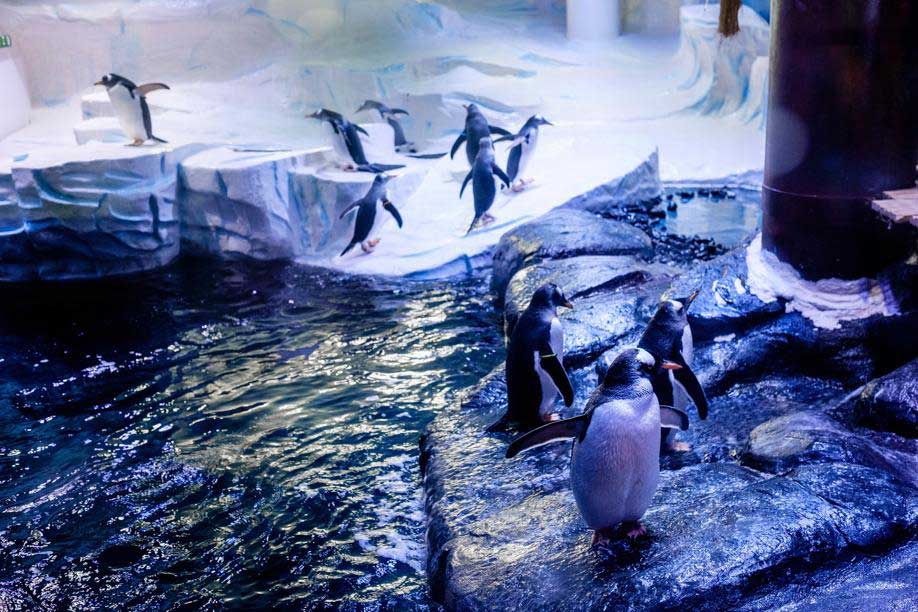 Pingiuini a The Deep, l'acquario di Hull.