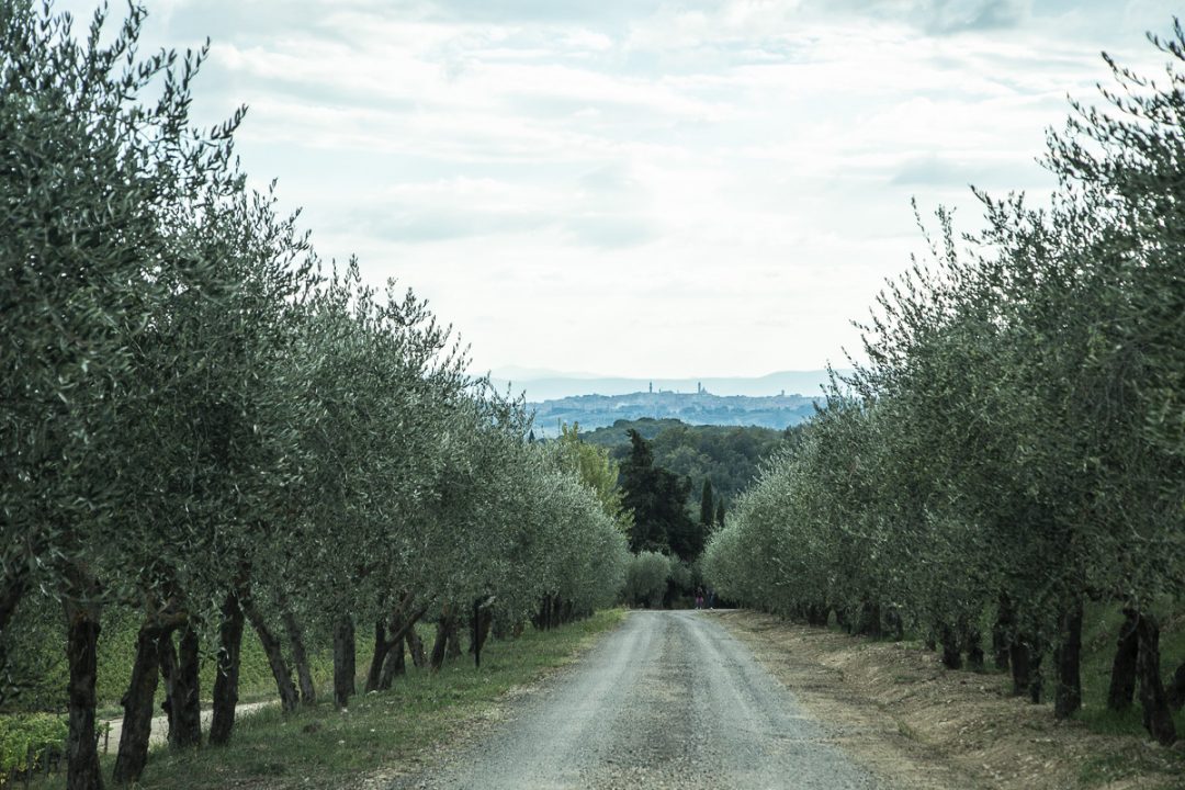 Il 29 ottobre, a passeggio tra gli olivi