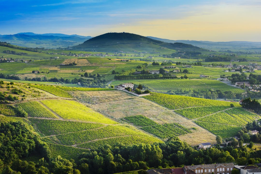 “Ritorno in Borgogna”: tour (e film) tra i vigneti