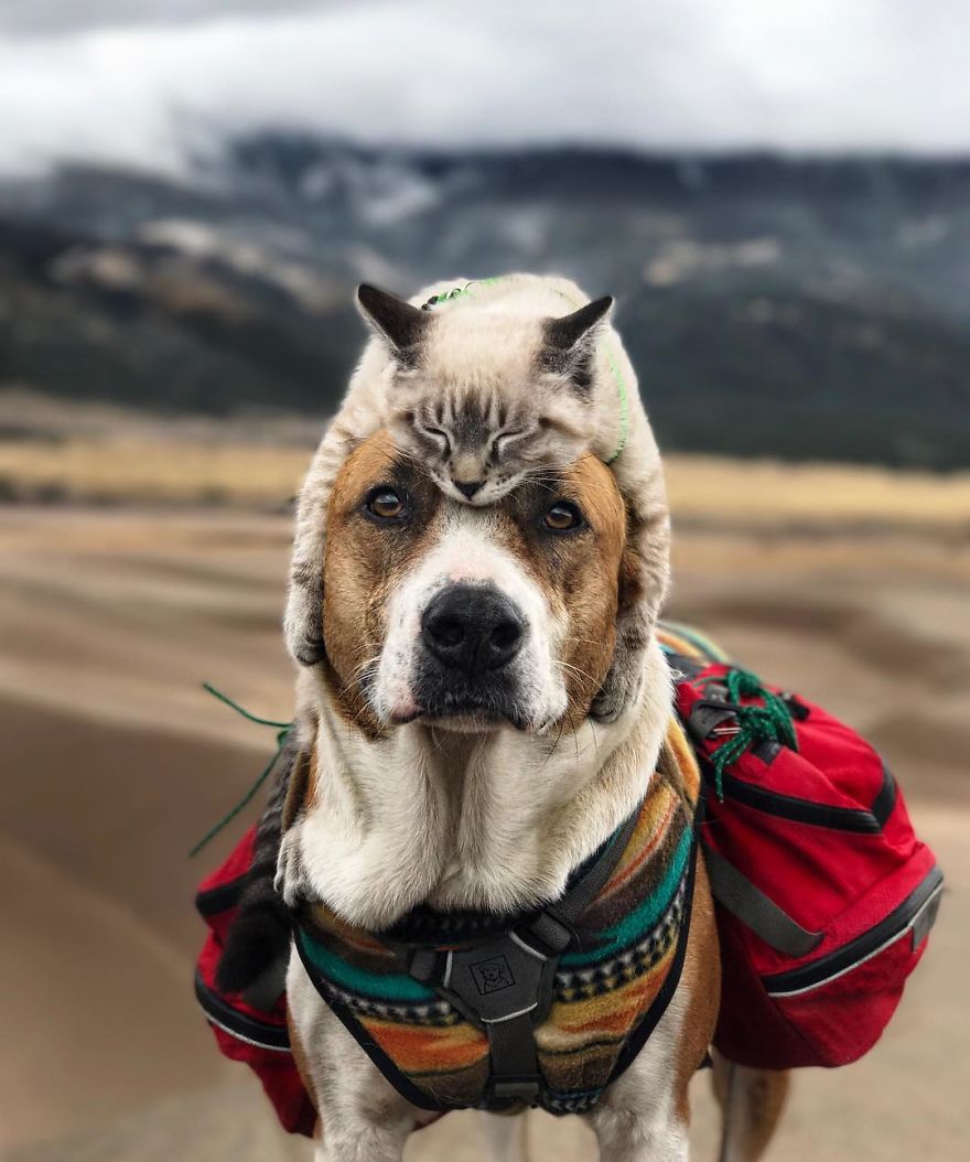 Il viaggio del cane Henry e del gatto Baloo
