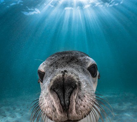 Foto Le più belle foto subacquee