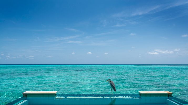 Foto Maldive, cartoline dal profondo blu