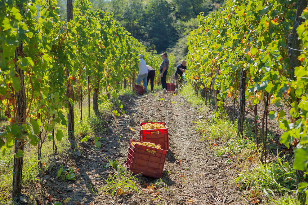Le tappe del Wine Trekking di Ceretto