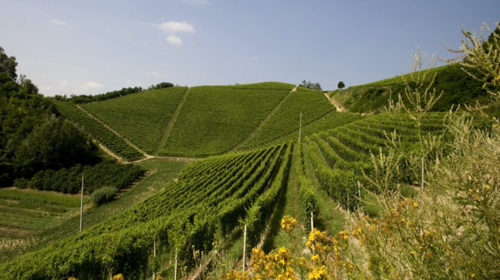 Foto Le tappe del Wine Trekking di Ceretto