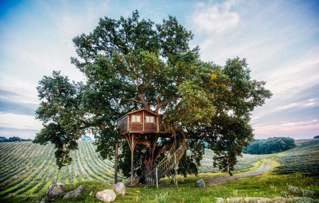 12 tree house per ammirare il foliage autunnale