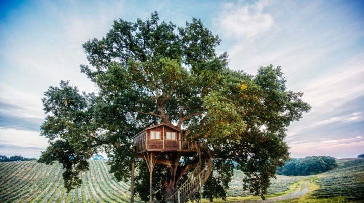 Foto 12 tree house per ammirare il foliage autunnale
