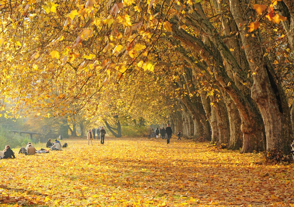 Aspirafoglie per tenere pulite strade e giardini in autunno