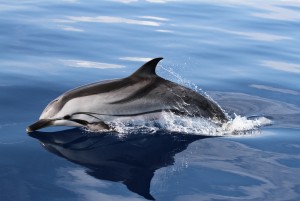 Viaggi solidali: proteggere i cetacei