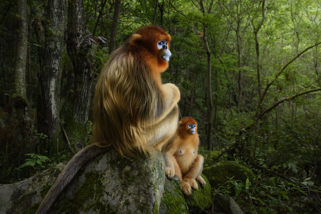 Wildlife Photographer of the Year a Bard  