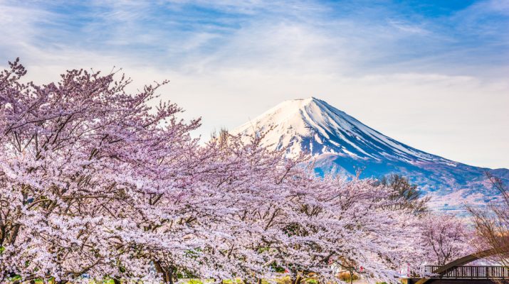 Foto Ciliegi in fiore: dove e quando vederli in Giappone
